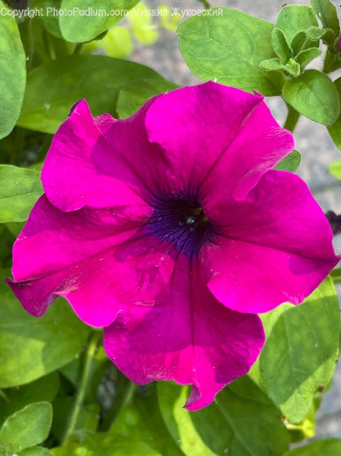 Geranium, Plant, Flower, Blossom, Petal