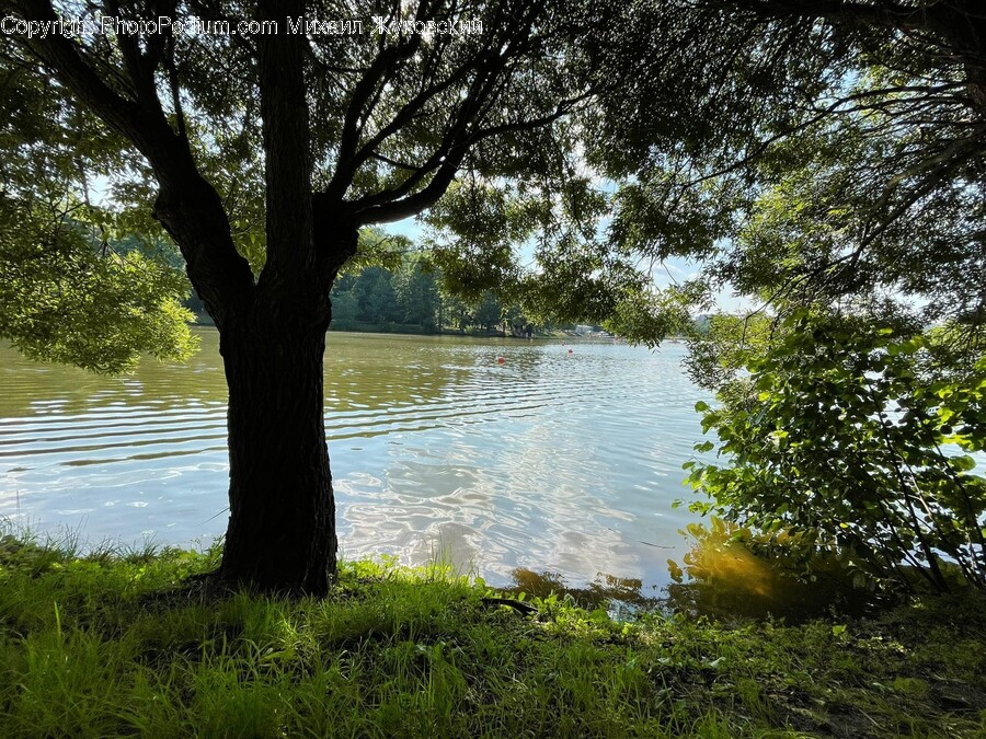Tree, Plant, Tree Trunk, Water, Nature