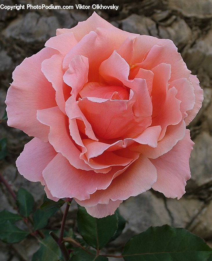 Blossom, Flower, Plant, Rose, Carnation, Flora, Geranium