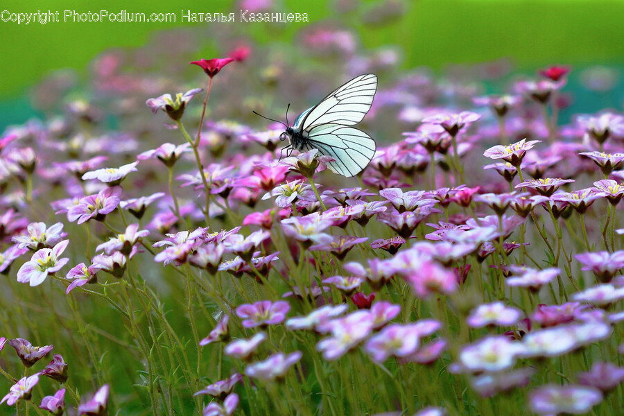 Plant, Petal, Flower, Blossom, Pollen