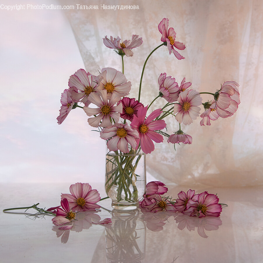 Plant, Ikebana, Ornament, Flower, Vase