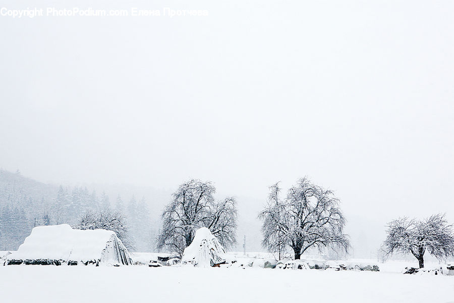 Ice, Outdoors, Snow, Blizzard, Weather, Winter, Plant