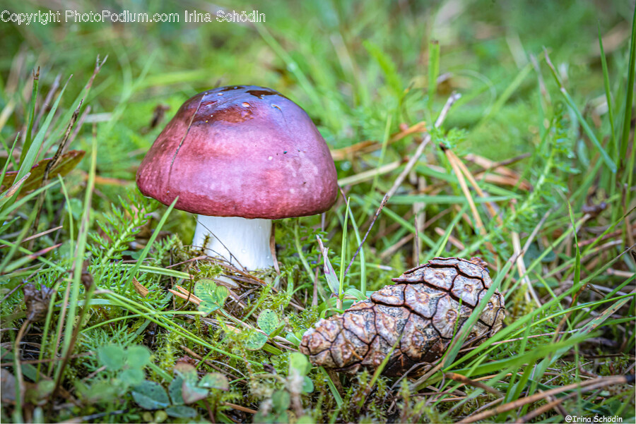 Fungus, Plant, Amanita, Agaric, Mushroom