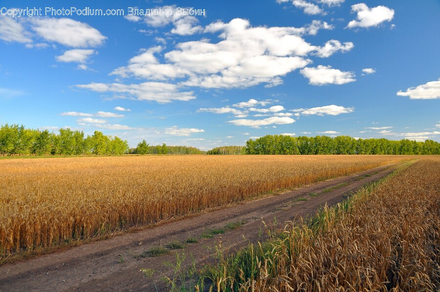 Nature, Outdoors, Field, Sky, Weather