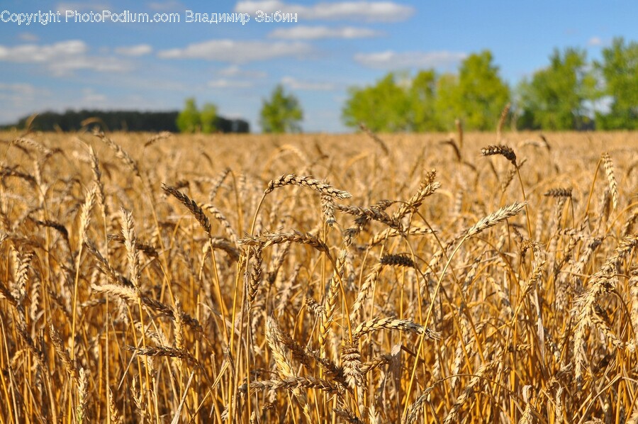 Plant, Grain, Produce, Vegetable, Food