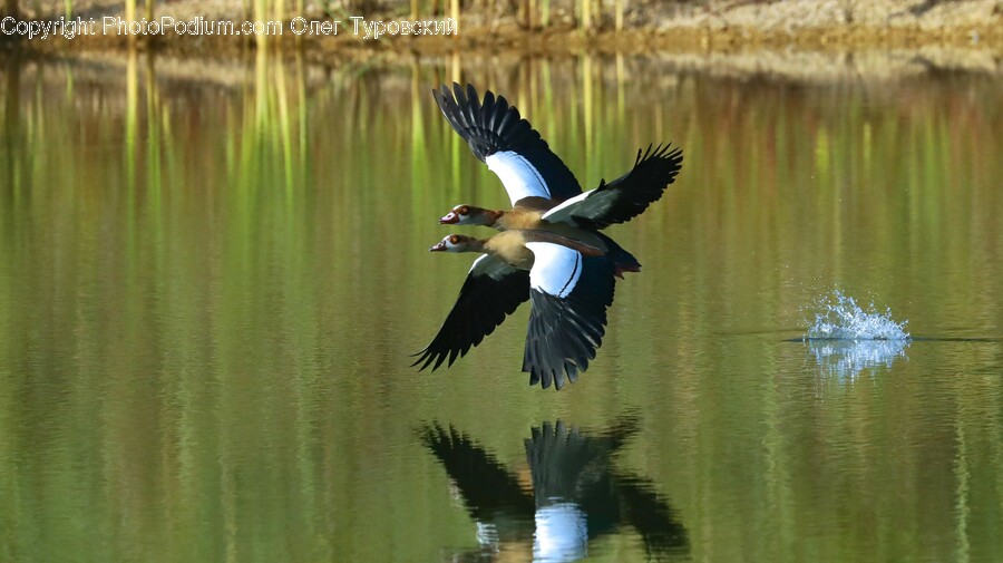 Bird, Animal, Waterfowl, Teal, Duck