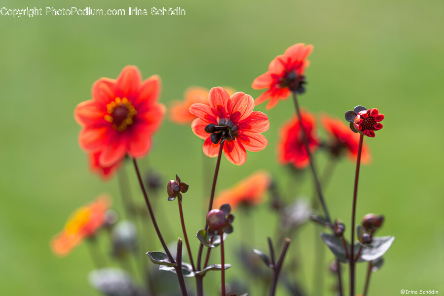 Plant, Flower, Blossom, Daisy, Daisies