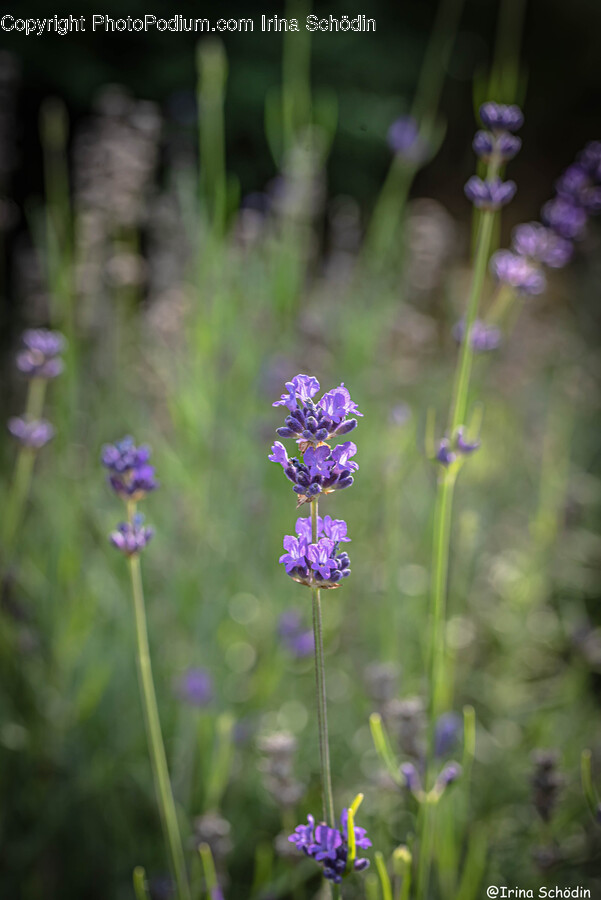 Plant, Lupin, Flower, Blossom, Lavender