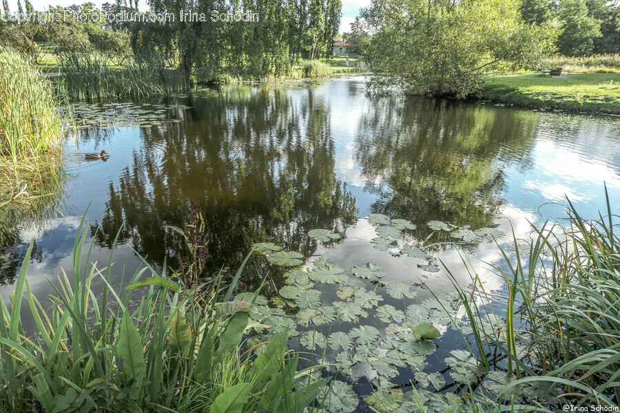 Land, Nature, Outdoors, Water, Swamp