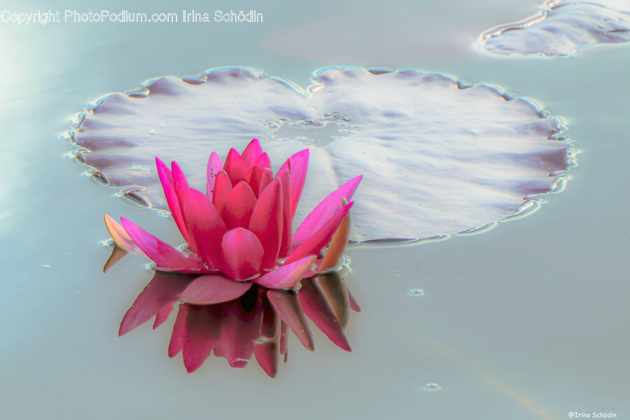 Plant, Flower, Blossom, Lily, Pond Lily