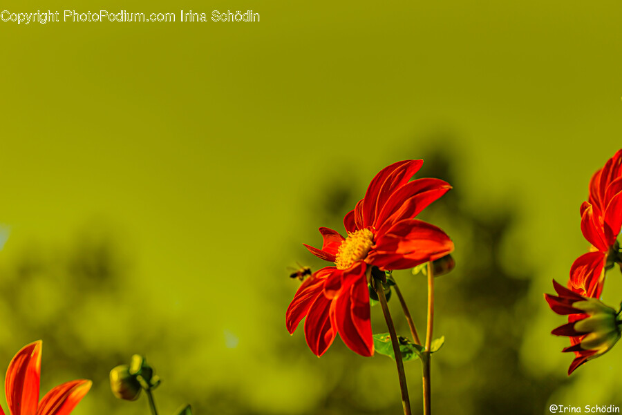 Pollen, Plant, Flower, Blossom, Daisy