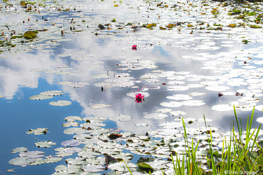 Lily, Plant, Flower, Blossom, Nature