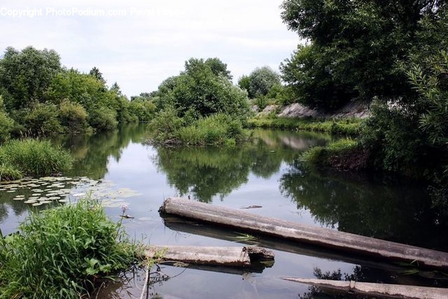 Plant, Potted Plant, Outdoors, Pond, Water, Dock, Landing