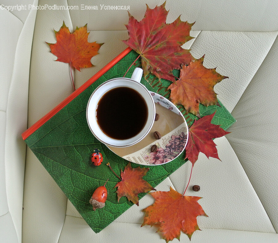 Leaf, Plant, Tree, Maple, Maple Leaf