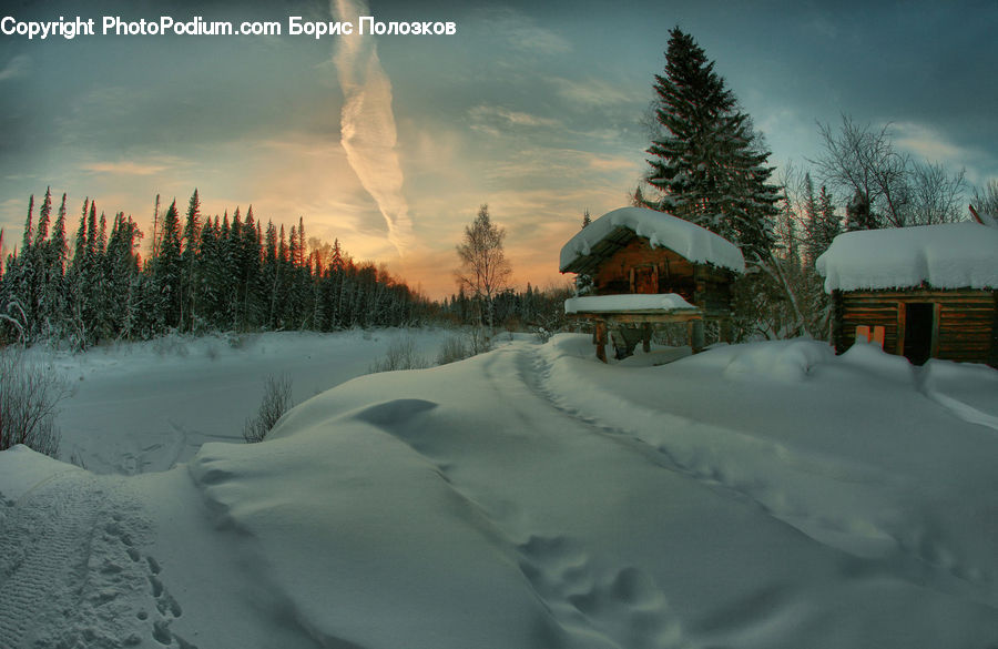Blizzard, Outdoors, Snow, Weather, Winter, Ice, Conifer