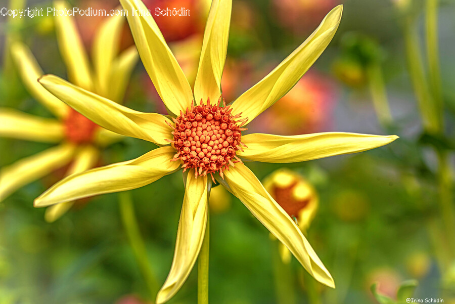 Plant, Flower, Blossom, Petal, Asteraceae