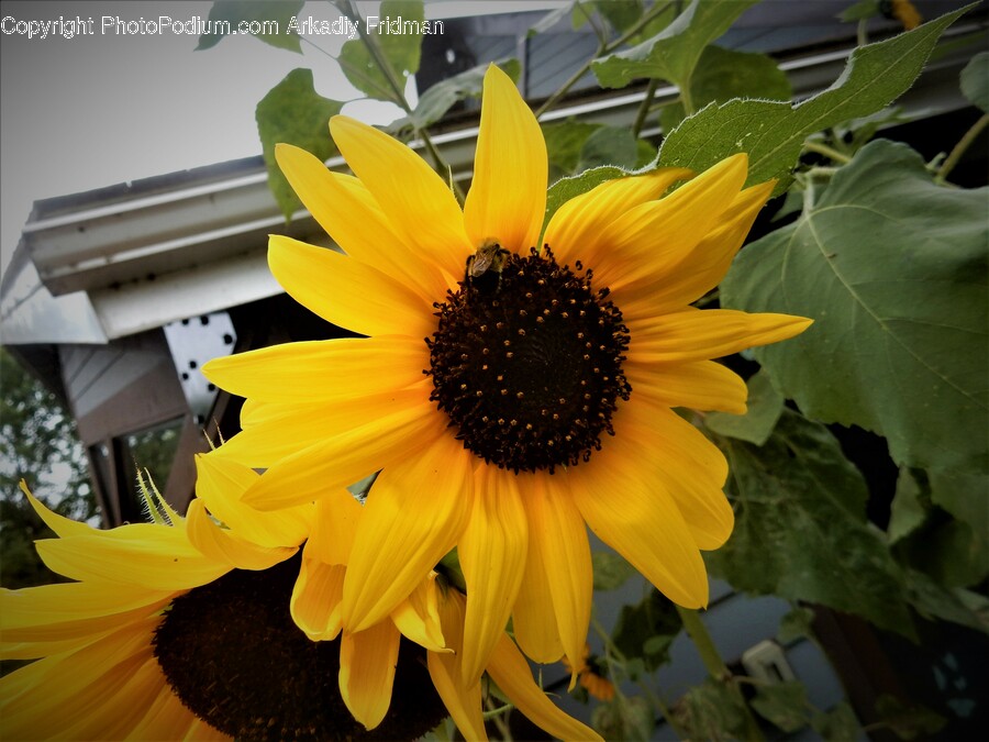 Plant, Flower, Blossom, Sunflower, Daisy