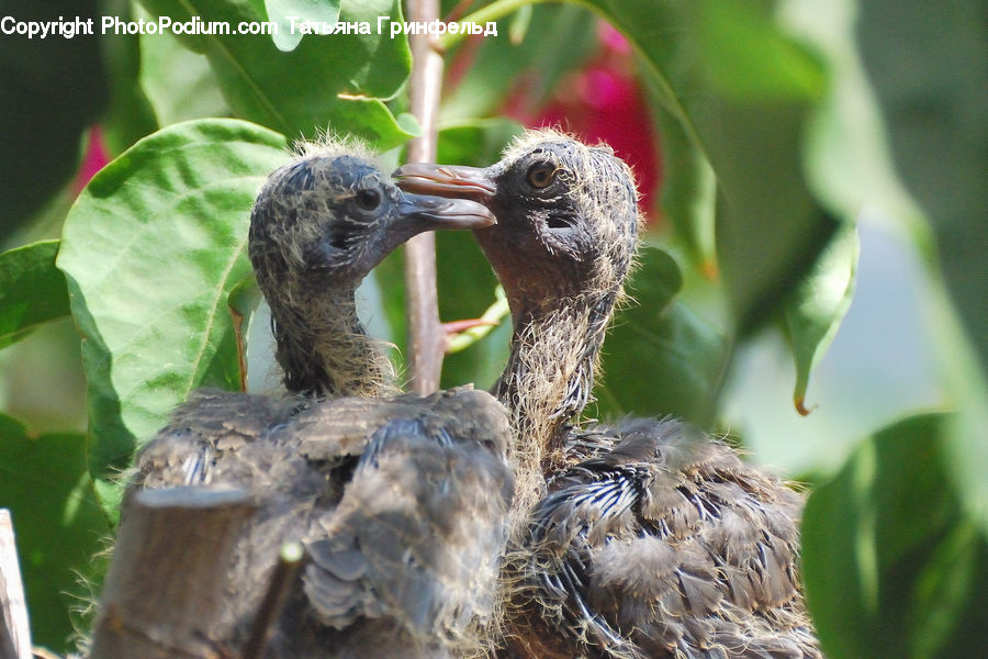 Beak, Bird, Sparrow, Booby, Blossom, Flora, Flower