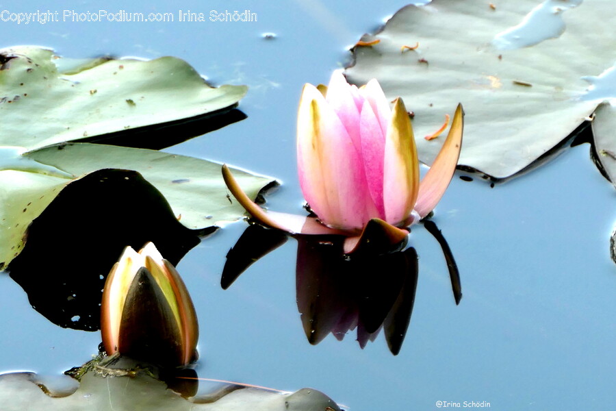 Plant, Lily, Flower, Blossom, Pond Lily