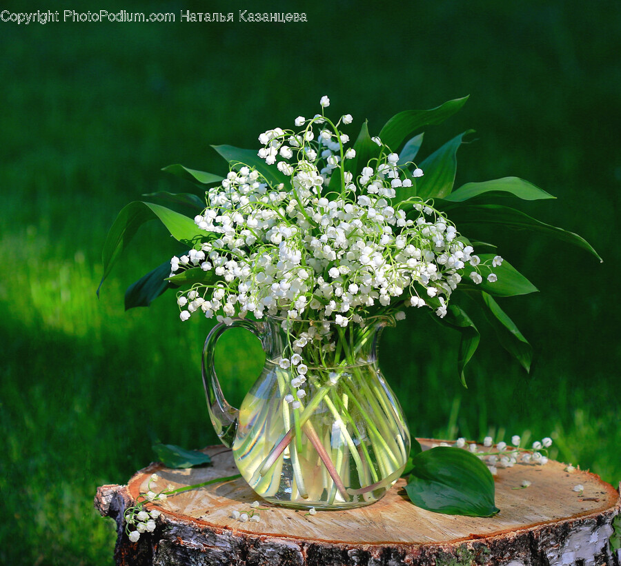 Plant, Flower, Blossom, Pottery, Apiaceae