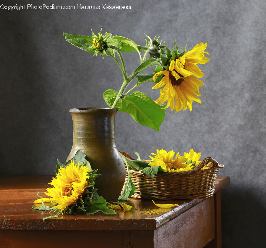 Plant, Flower, Blossom, Flower Arrangement, Vase