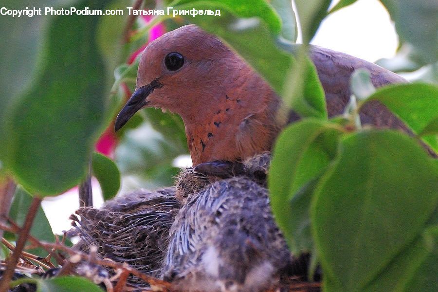 Bird, Flicker Bird, Woodpecker, Veins, Blackbird, Nest, Duck
