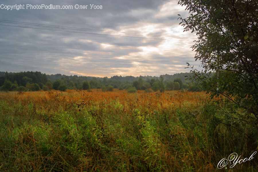 Grassland, Field, Outdoors, Nature, Farm