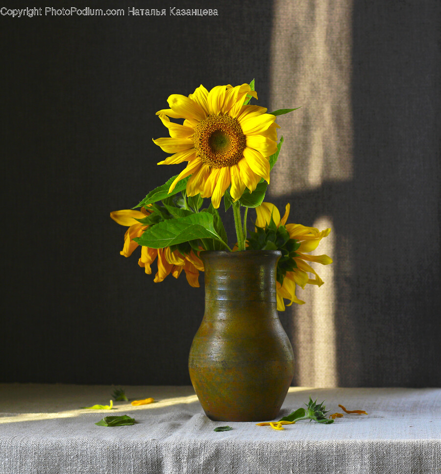 Plant, Flower, Blossom, Flower Arrangement, Flower Bouquet