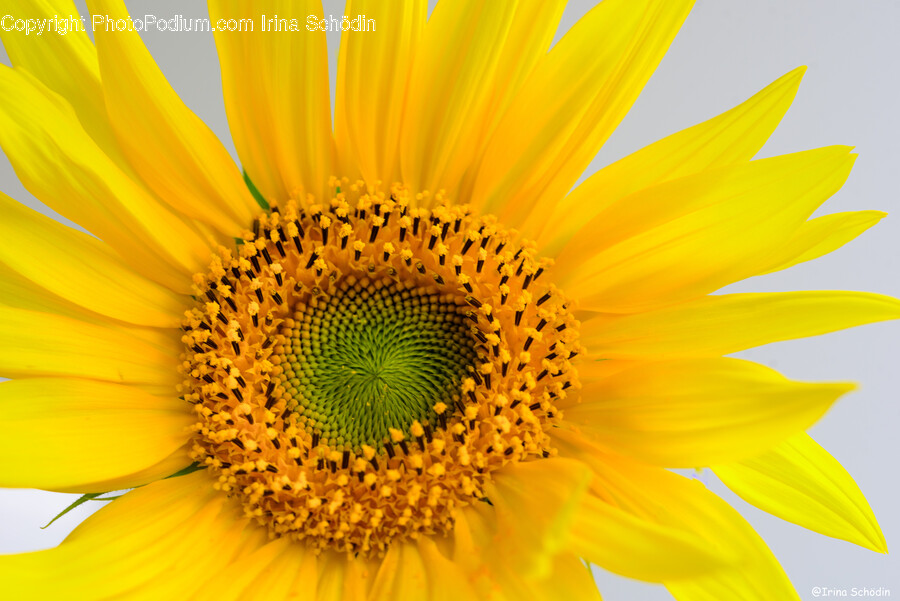 Plant, Flower, Blossom, Sunflower, Daisy