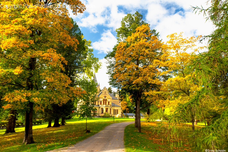 Tree, Plant, Tree Trunk, Grass, Campus