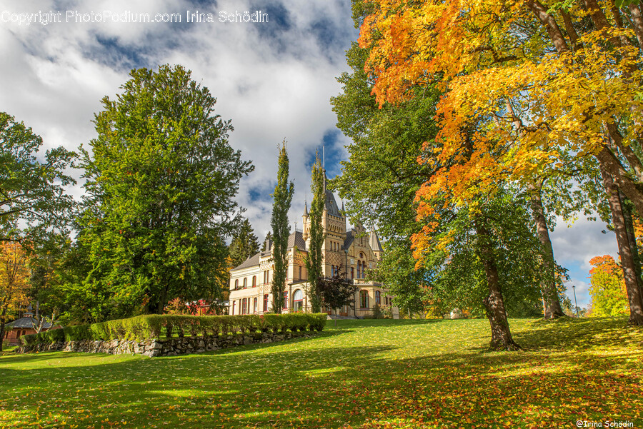 Grass, Plant, Tree, Campus, Lawn