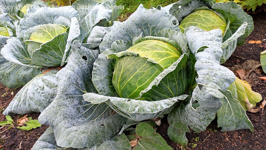 Plant, Cabbage, Vegetable, Food, Head Cabbage