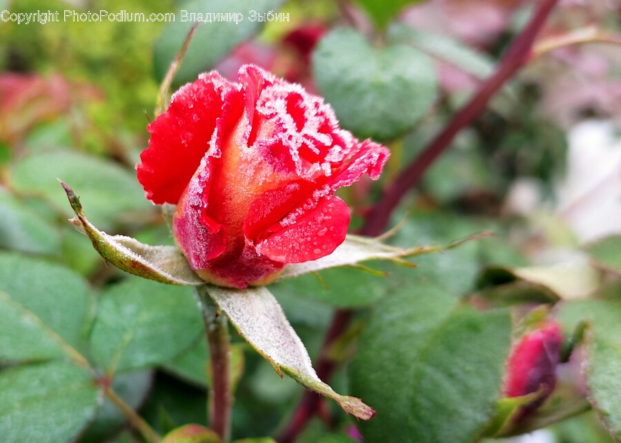 Rose, Plant, Flower, Blossom