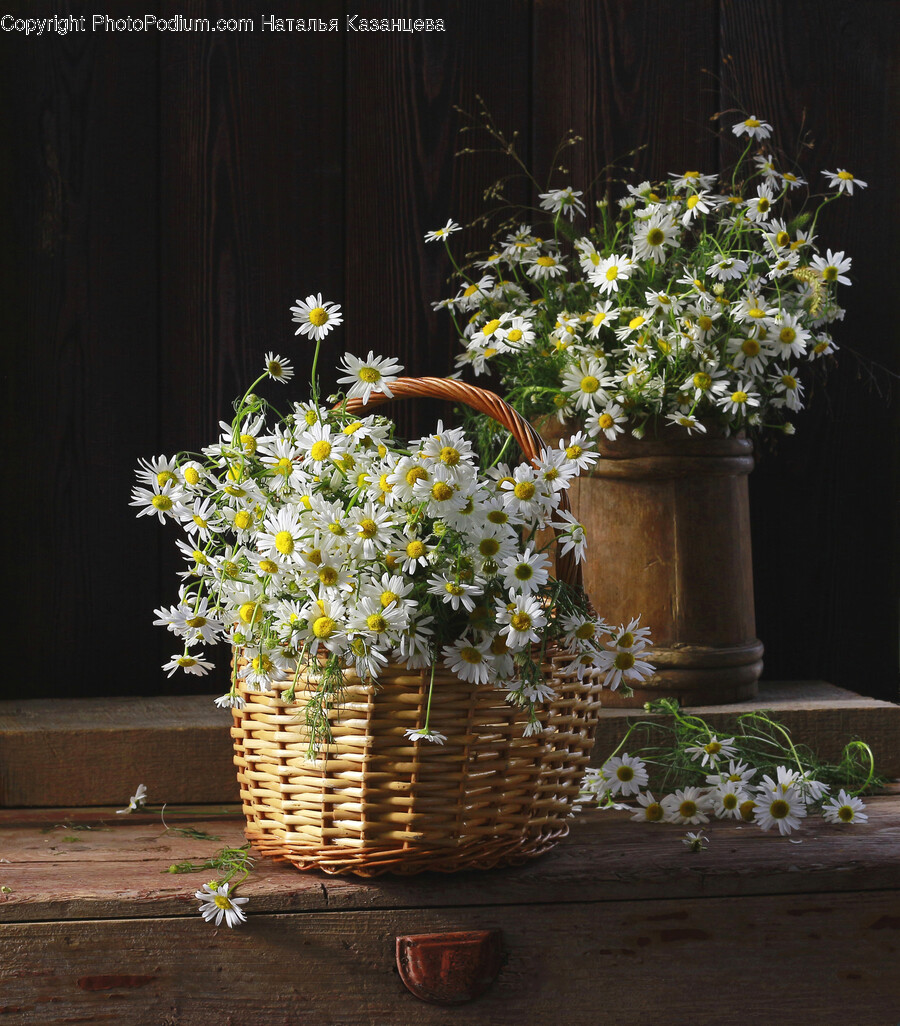 Plant, Flower, Blossom, Flower Bouquet, Flower Arrangement