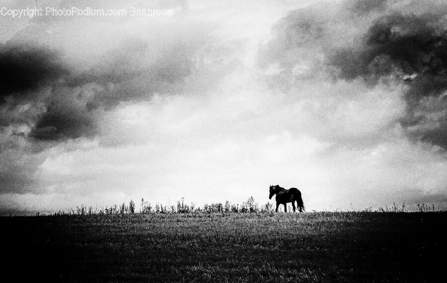 Nature, Outdoors, Field, Grassland, Horse