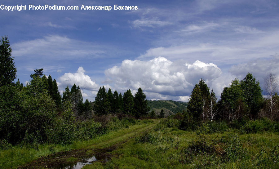 Cloud, Cumulus, Sky, Dirt Road, Gravel, Road, Field