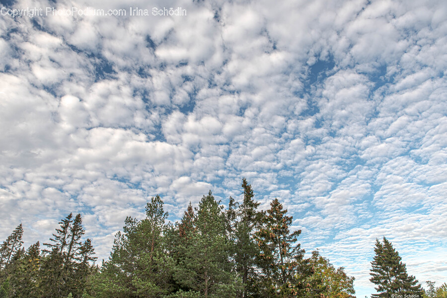 Tree, Plant, Fir, Abies, Nature