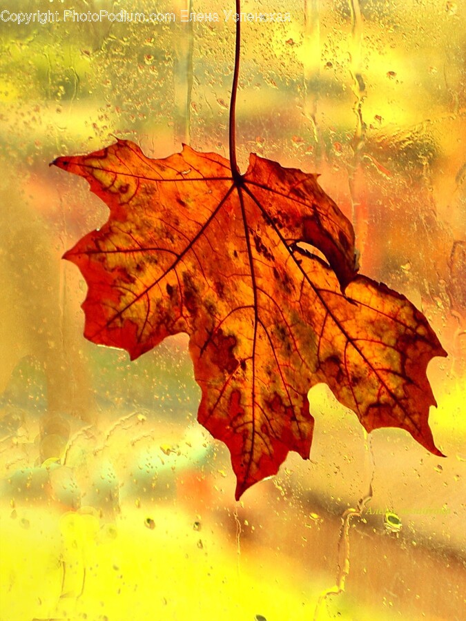 Leaf, Plant, Tree, Maple, Painting