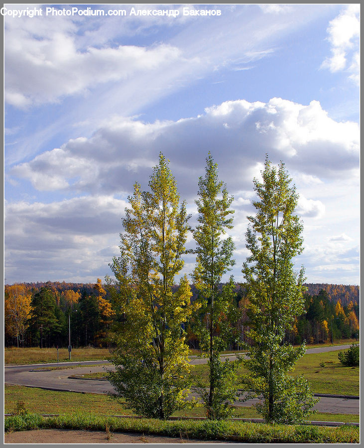 Conifer, Fir, Plant, Tree, Cloud, Cumulus, Sky