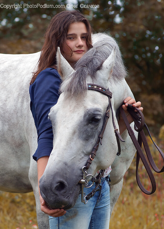 Equestrian, Person, Mammal, Horse, Animal