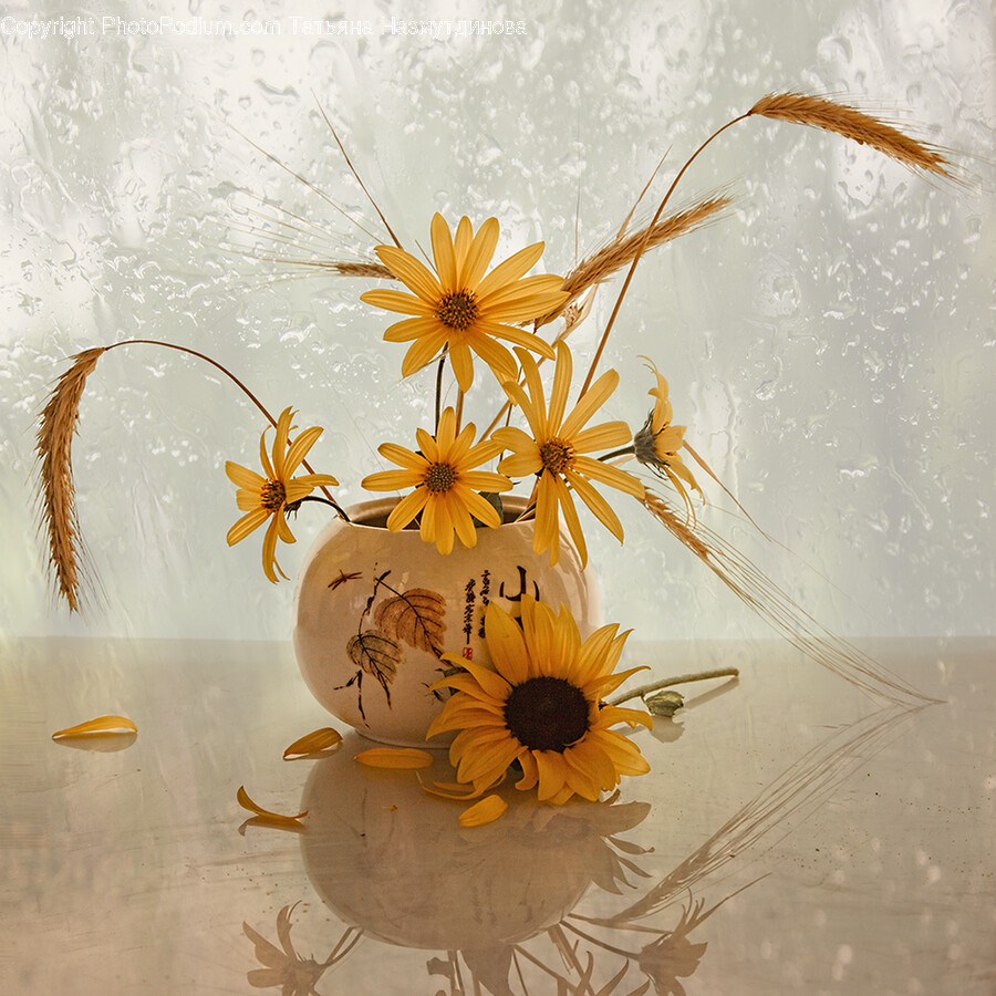 Plant, Flower, Blossom, Jar, Vase