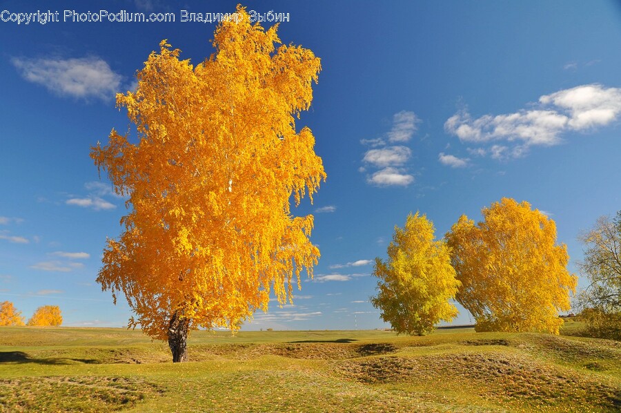 Tree, Plant, Nature, Outdoors, Tree Trunk