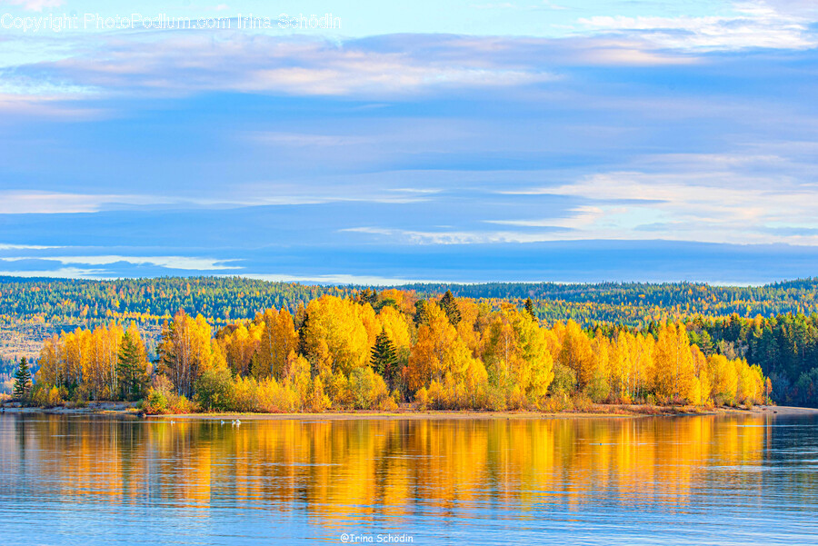 Tree, Plant, Water, Outdoors, Nature