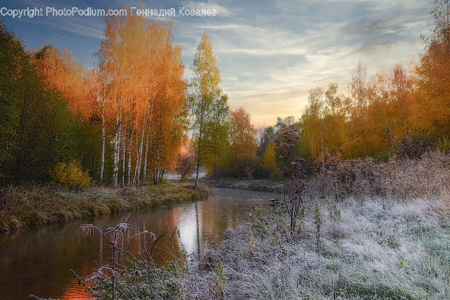 Nature, Outdoors, Water, Land, Plant