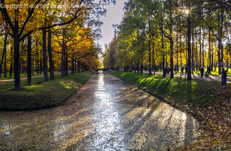 Person, Human, Tarmac, Asphalt, Road