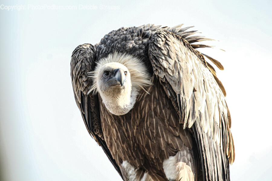 Vulture, Bird, Animal, Condor, Chicken