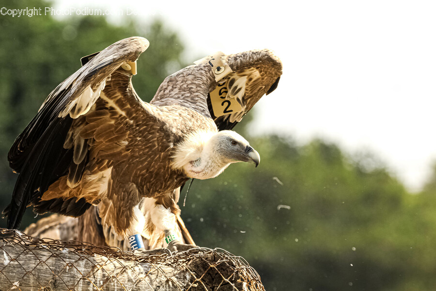 Vulture, Bird, Animal, Condor, Buzzard