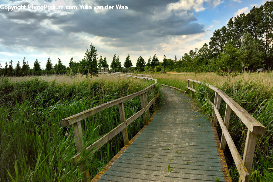 Boardwalk, Deck, Path, Sidewalk, Walkway, Field, Grass