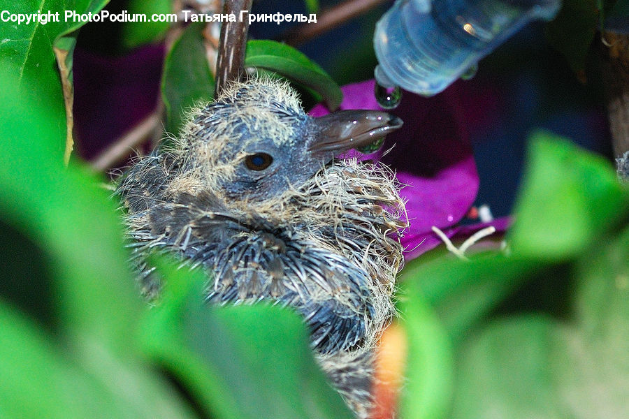 Beak, Bird, Blackbird, Plant, Bubble, Flora, Pollen