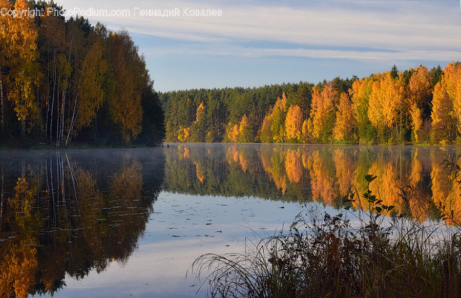 Tree, Plant, Fir, Abies, Conifer
